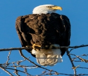 2020 11 04 RedWingEagles 005